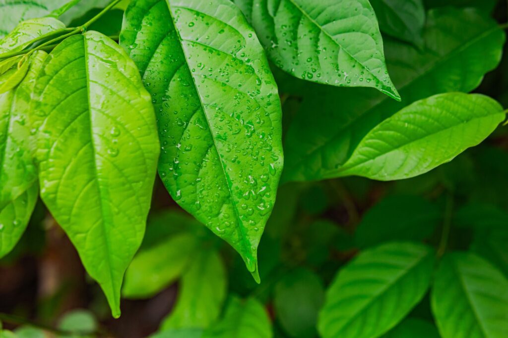 esenciálny olej ylang ylang