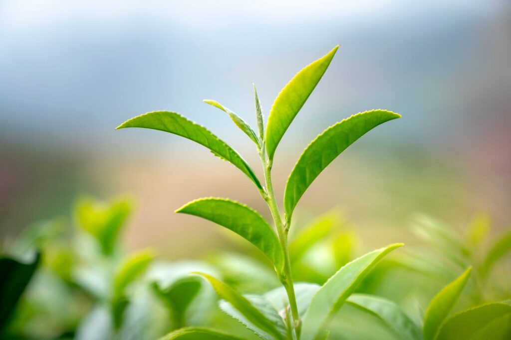 esenciálny olej Tea Tree