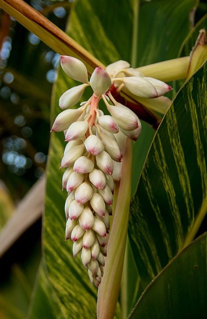 Alpinia esenciálny olej